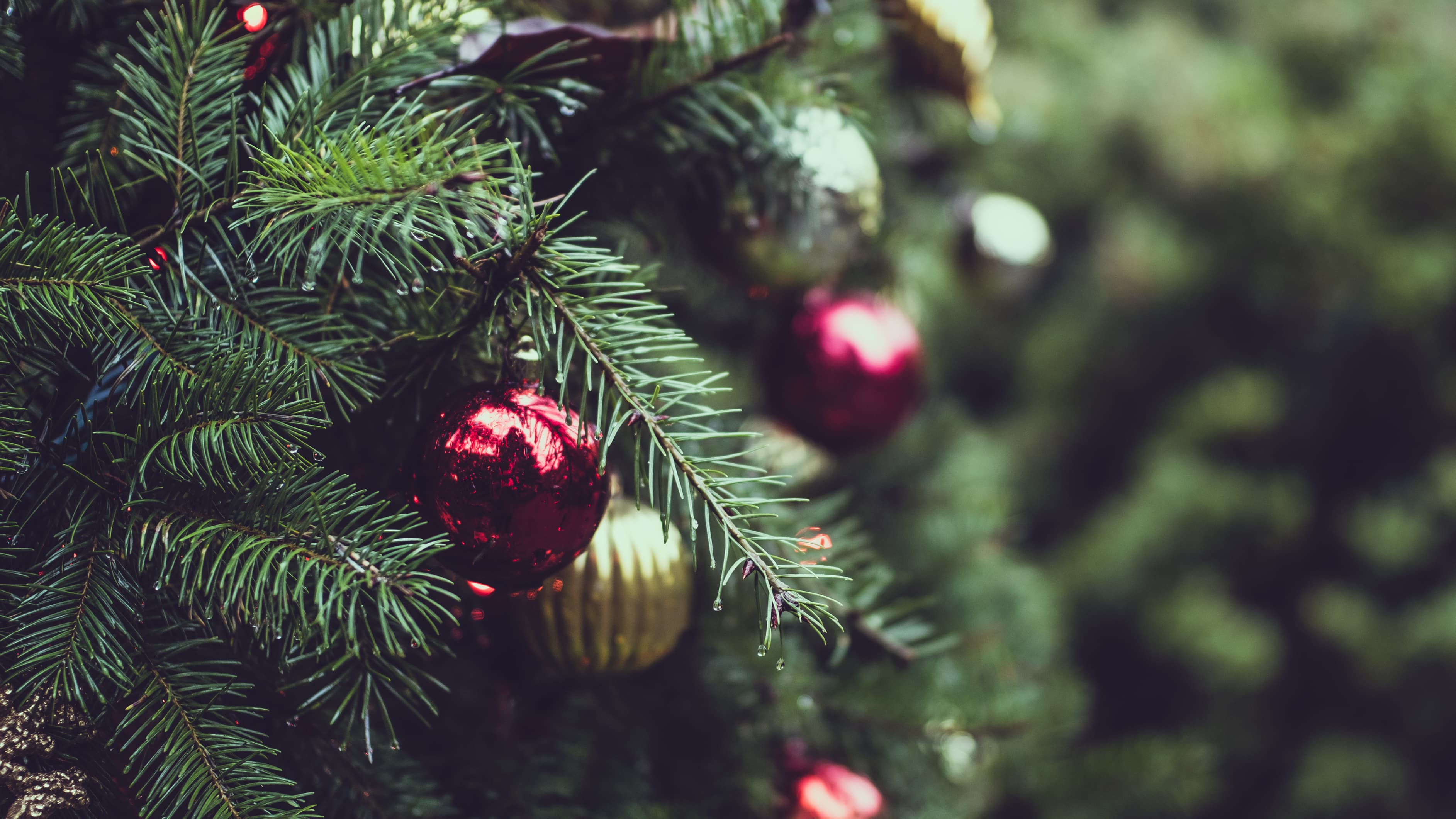 Sapins de Noël enneigés dans la sapinière de La Ferme Pidoux
