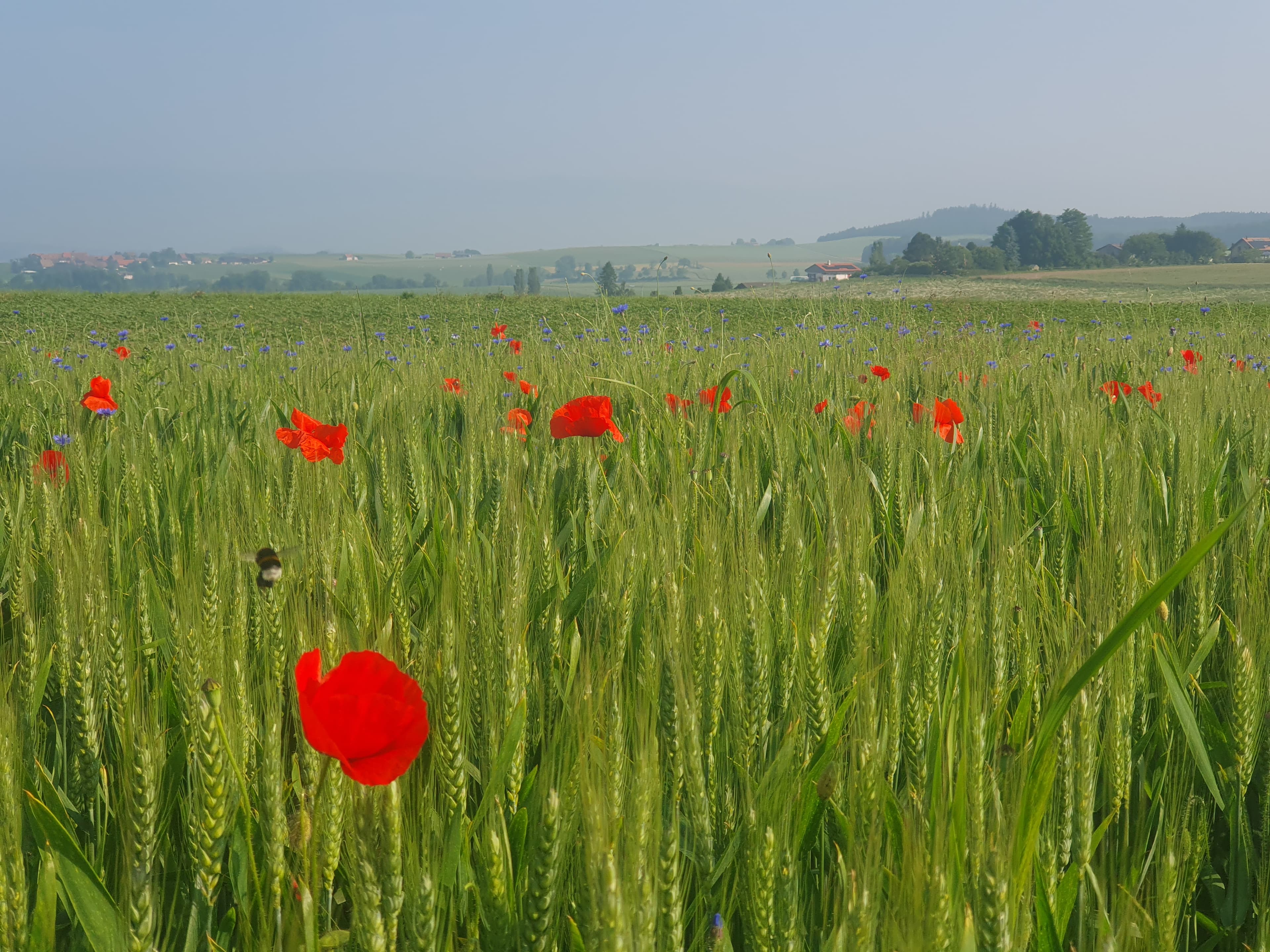 Champ de coquelicots à La Ferme Pidoux