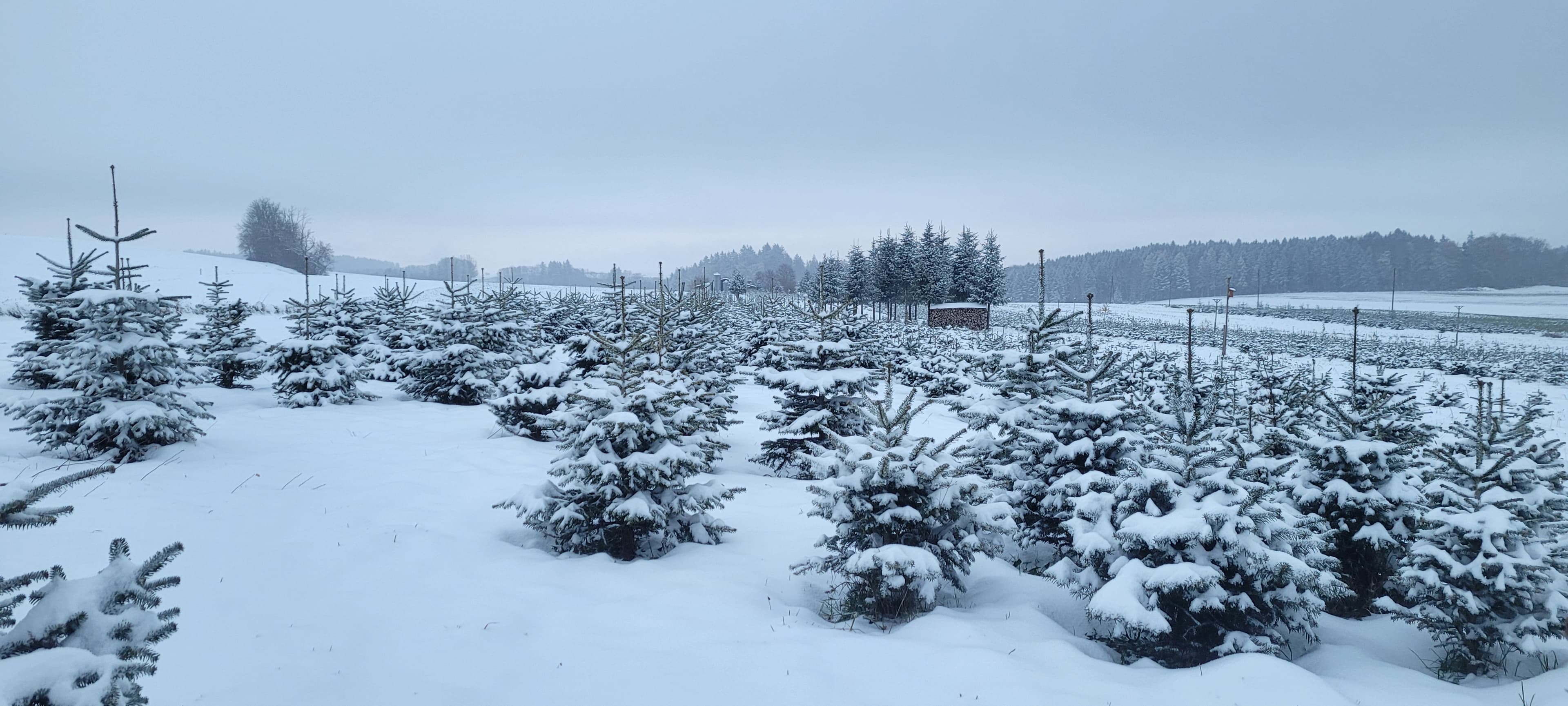 Sapin Nordmann enneigé